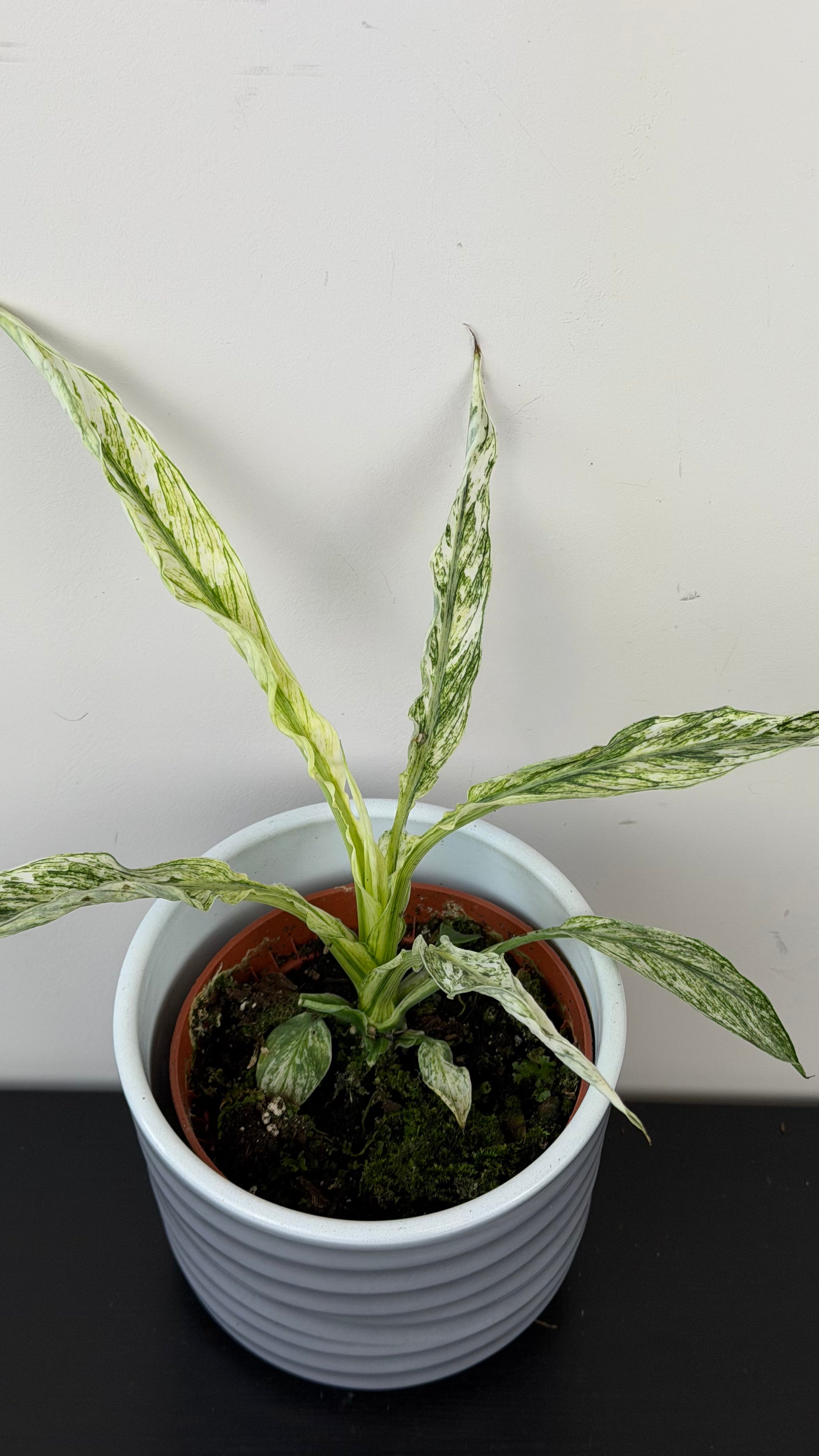 Spathiphyllum Sensation Variegata – www.augi-plants.lv