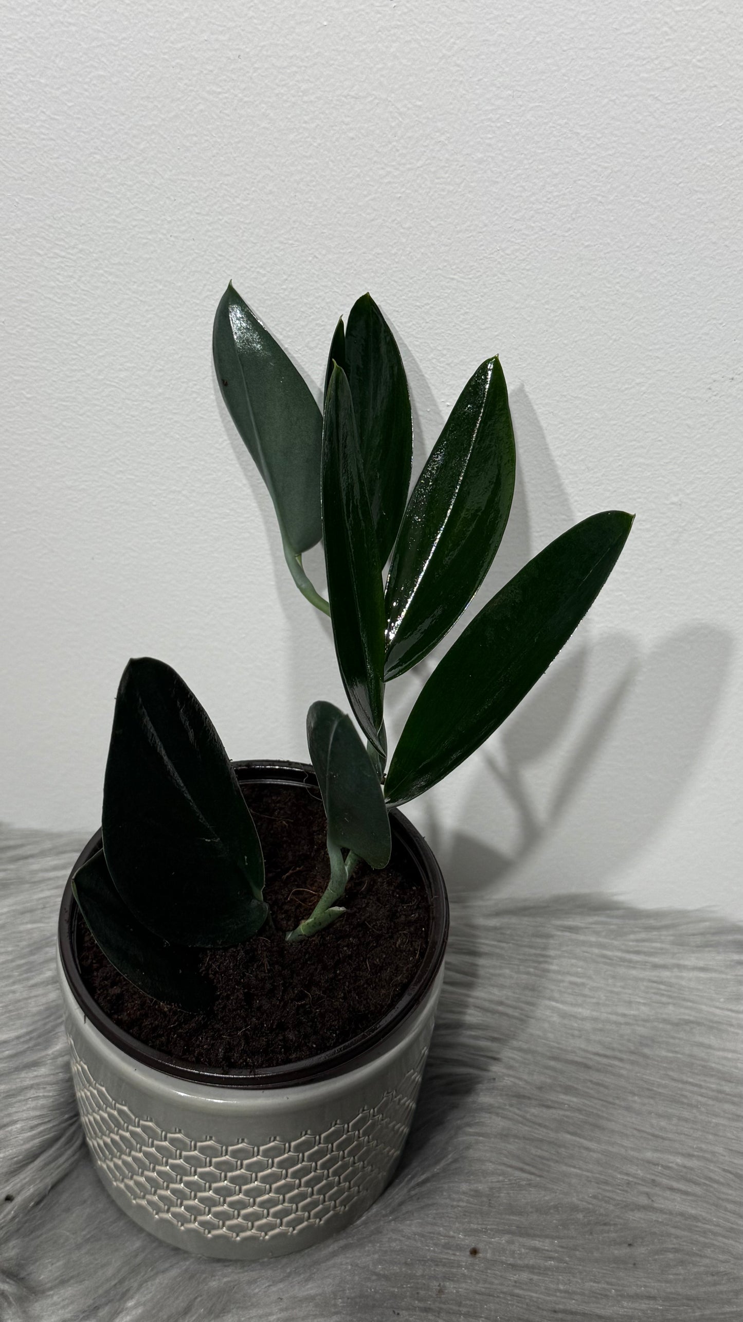 Scindapsus treubii dark form