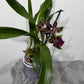 Zygopetalum Louisendorf 2