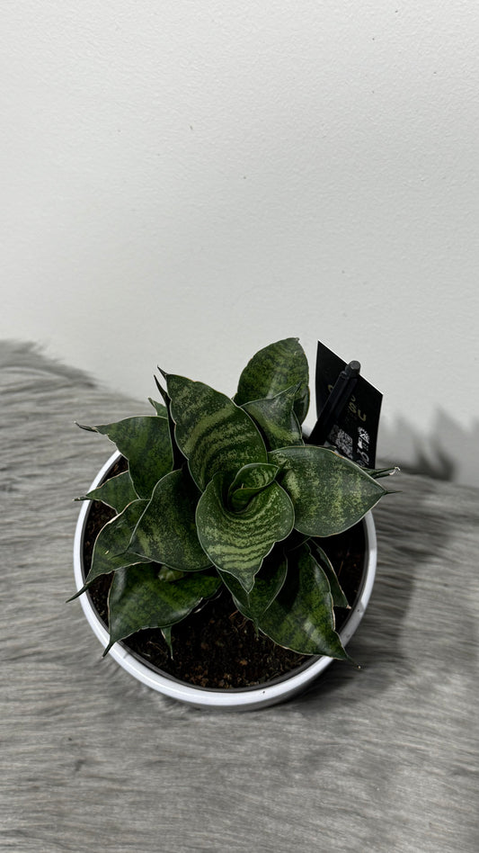 Sansevieria Comet Mini Queen