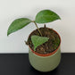 Hoya verticillata Lampung