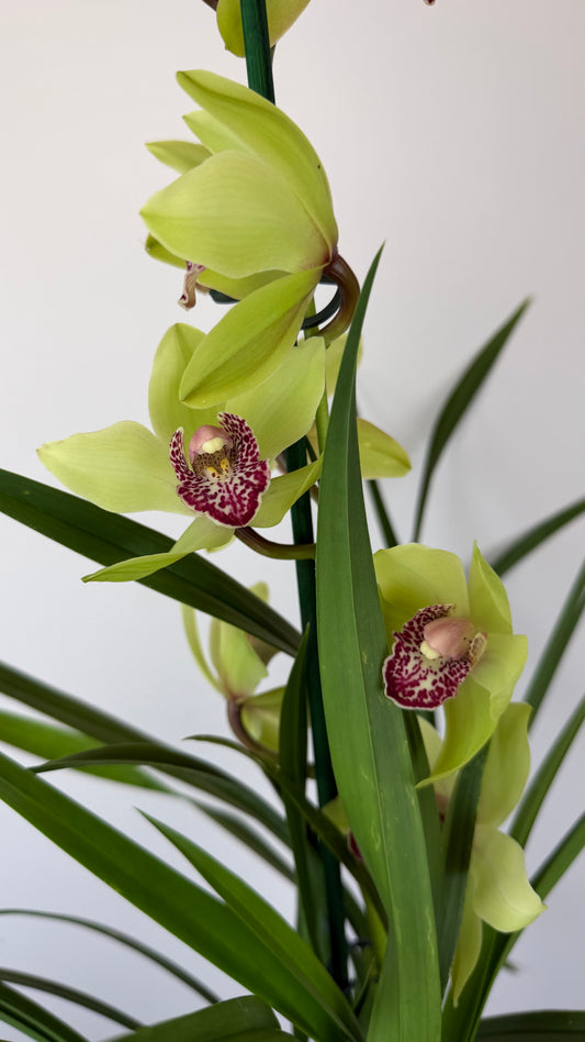 Cymbidium 4