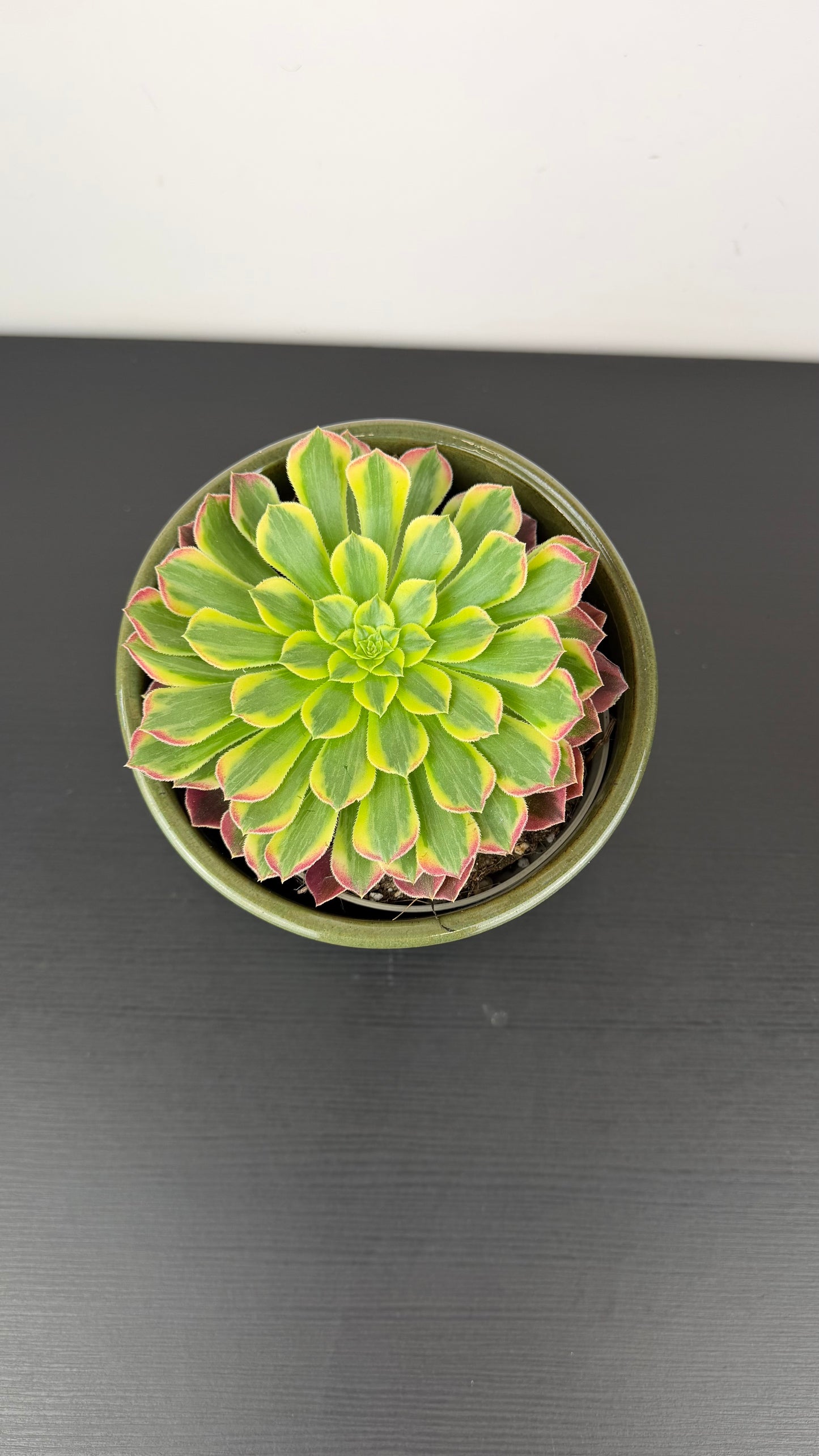 Aeonium 10