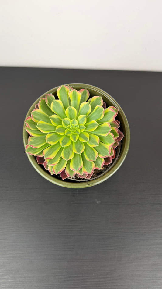 Aeonium 10