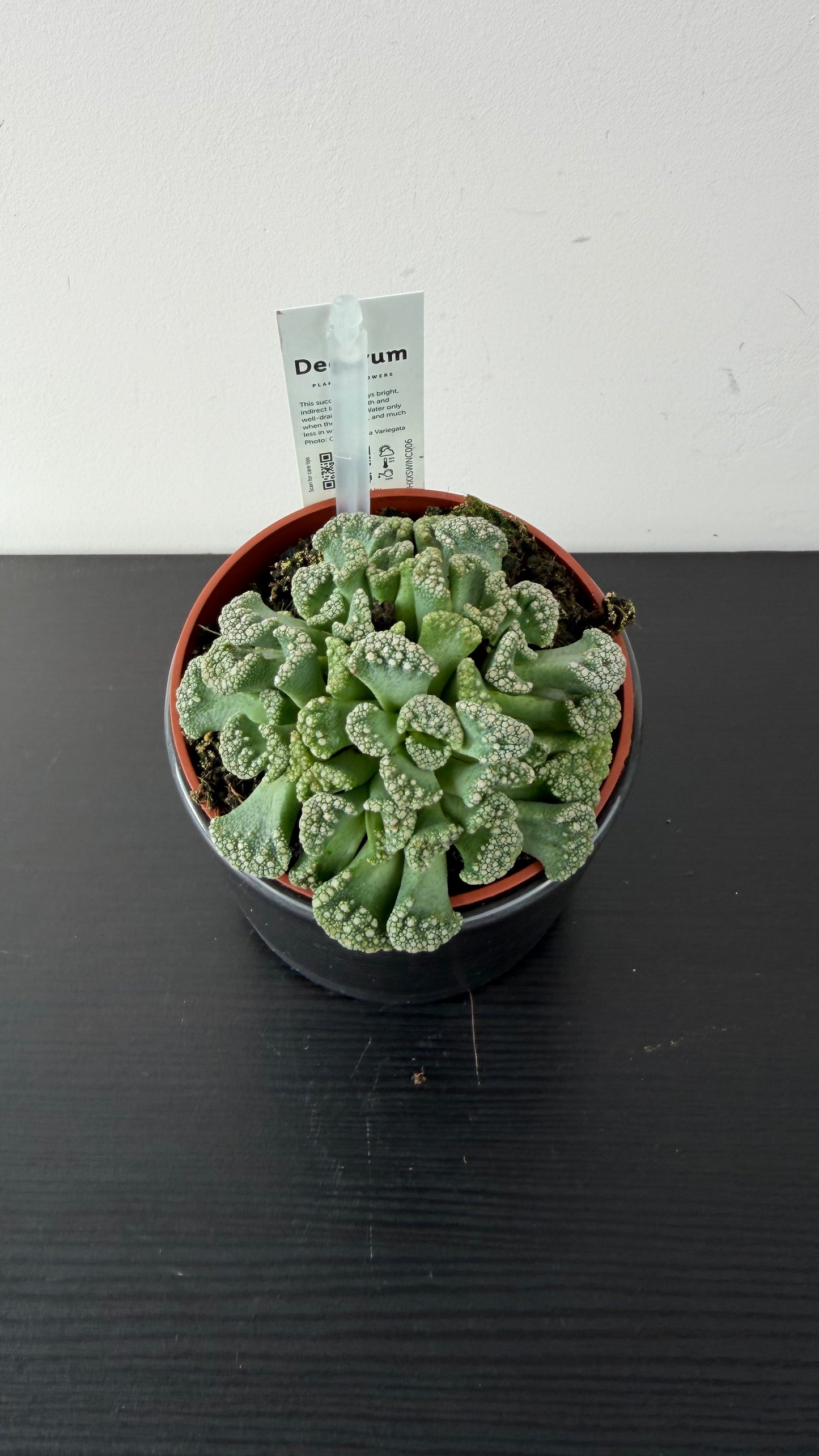 Lithops 7