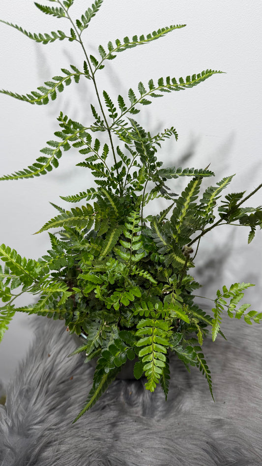 Arach Aris Variegata