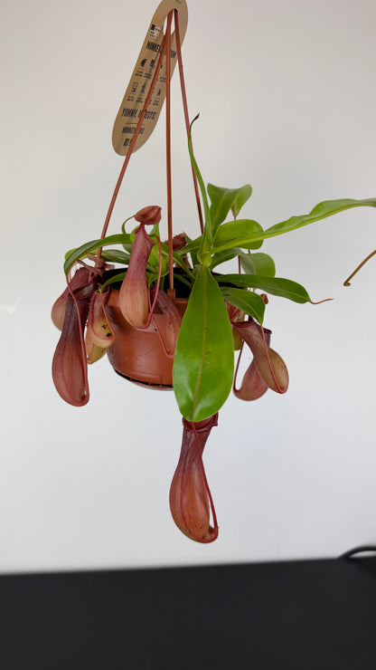 Nepenthes alata