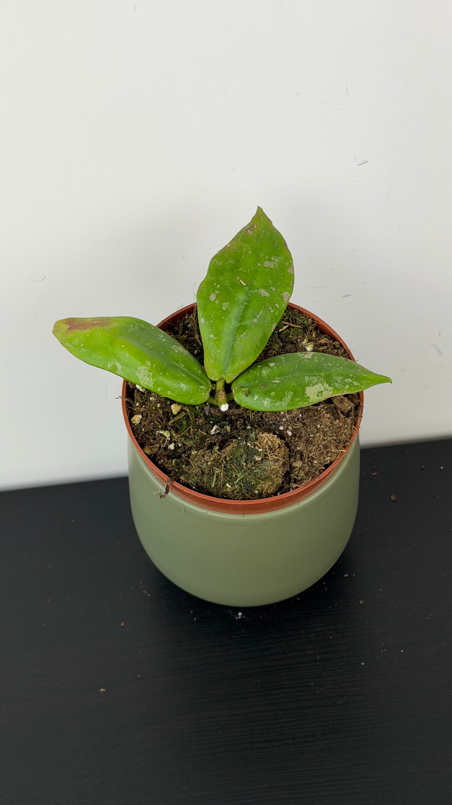 Hoya mitrata Splash