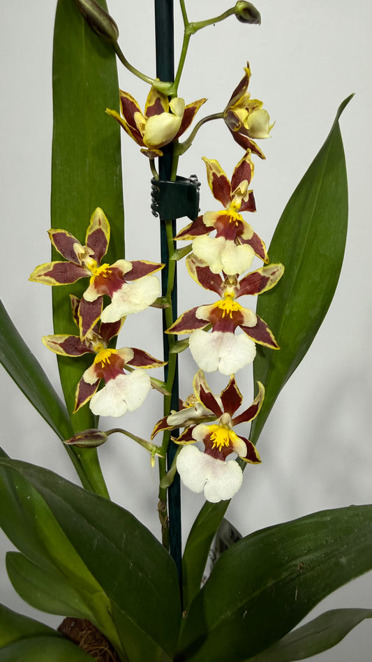 Orhideja Cambria 2