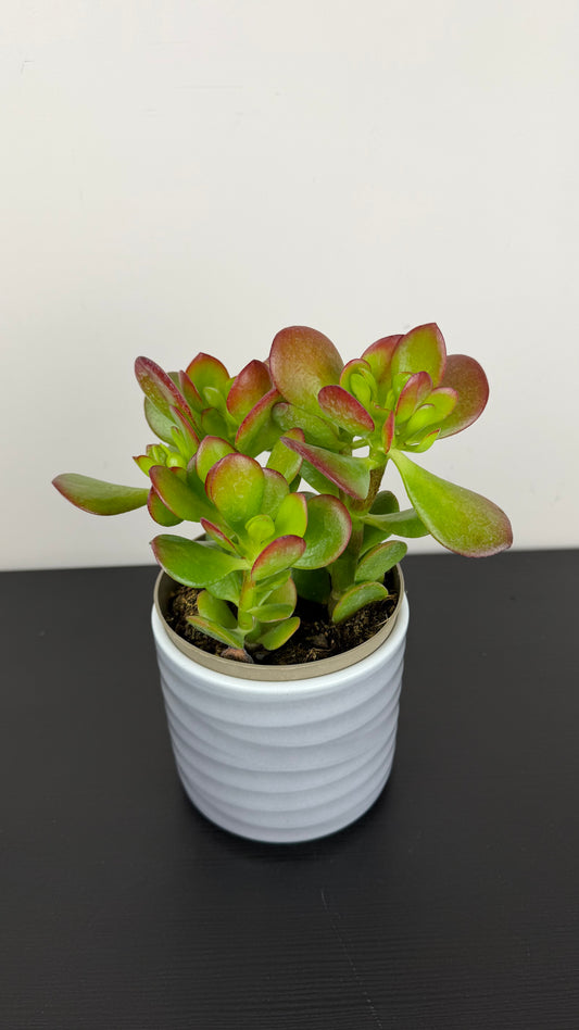 Crassula 13