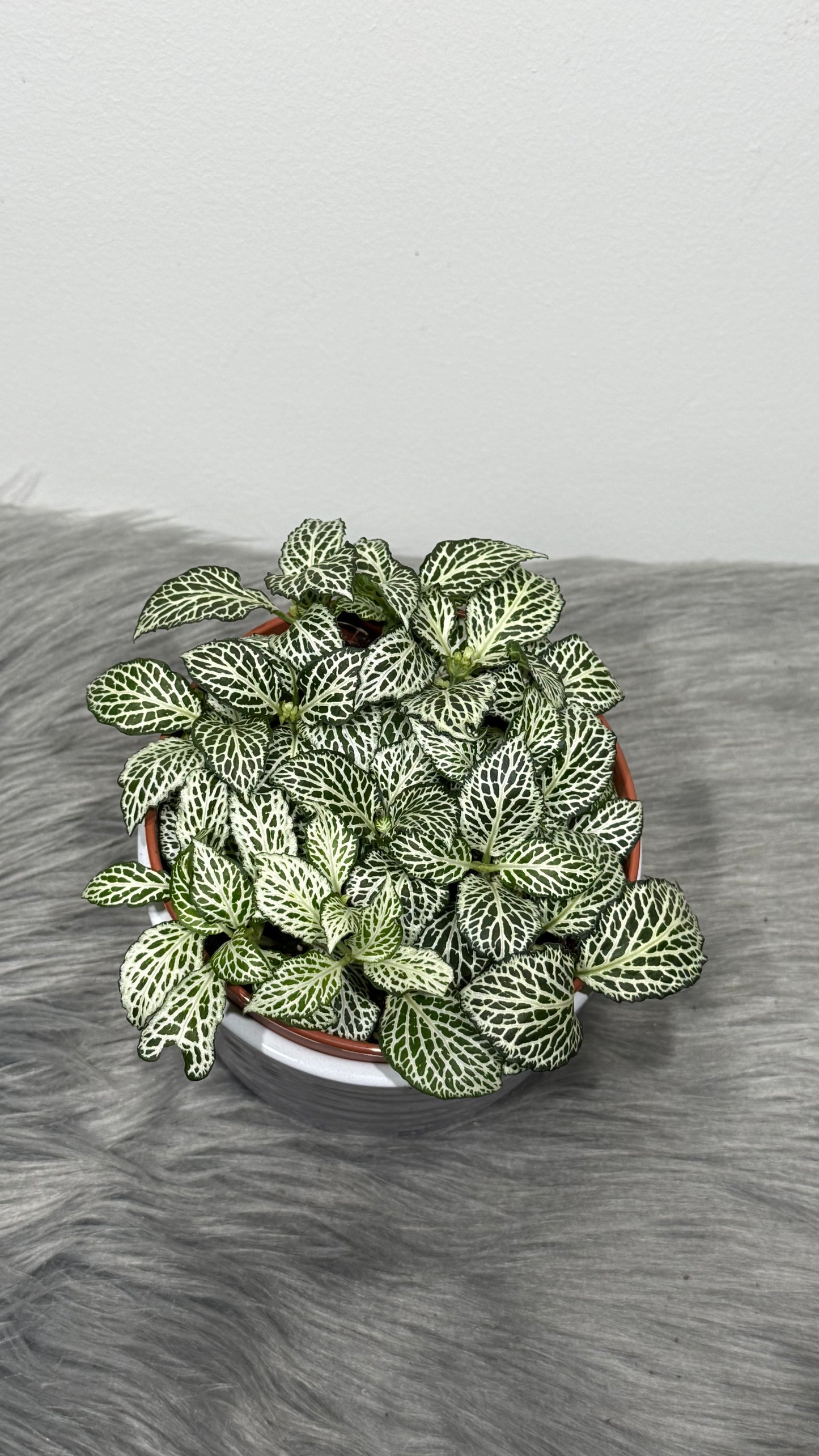 Fittonia 1