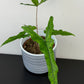 Alocasia Sabrina