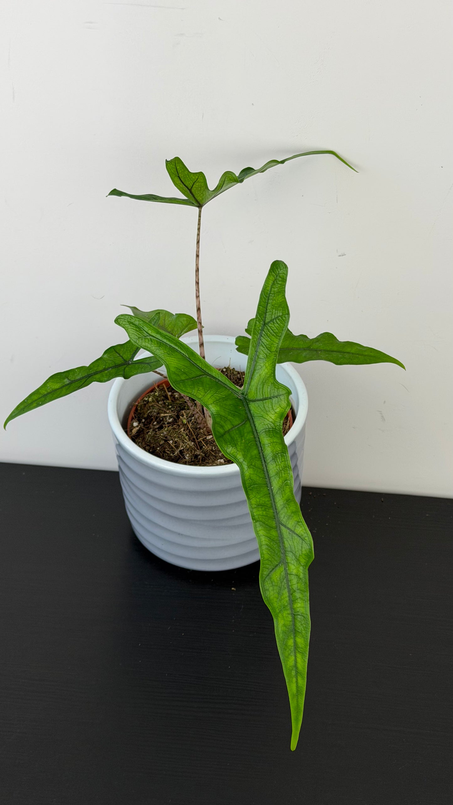 Alocasia Sabrina