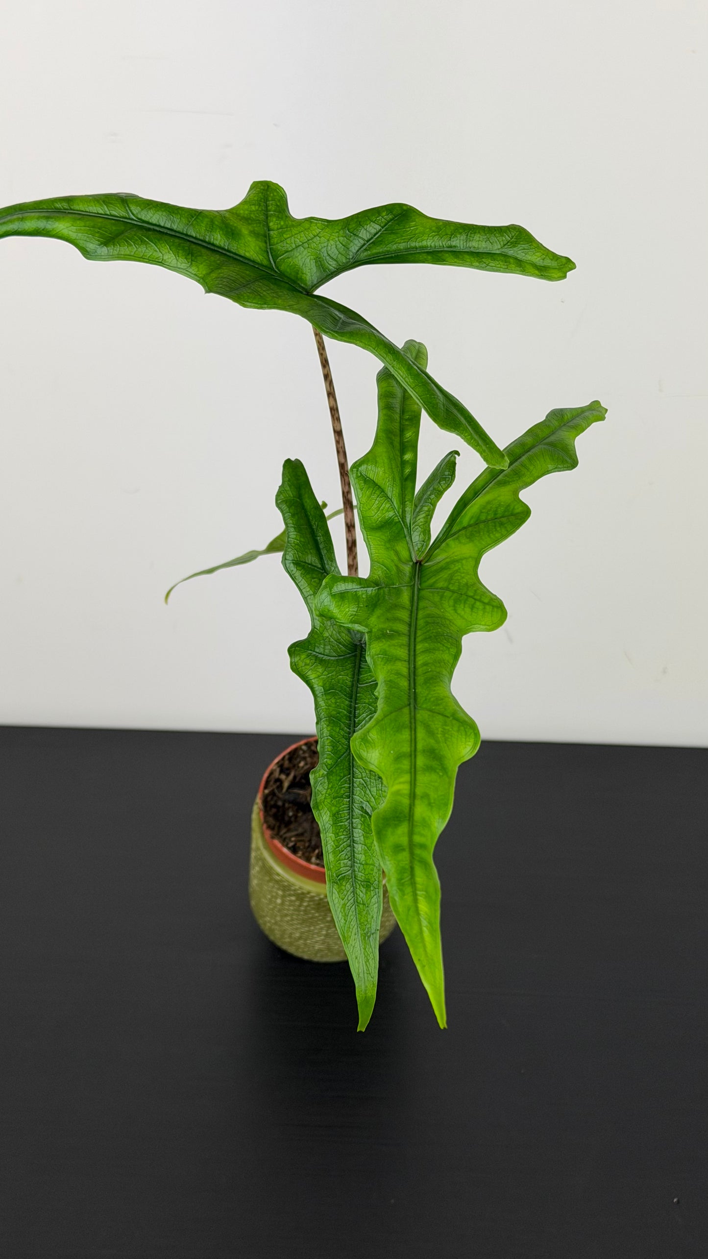 Alocasia sabrina narrow