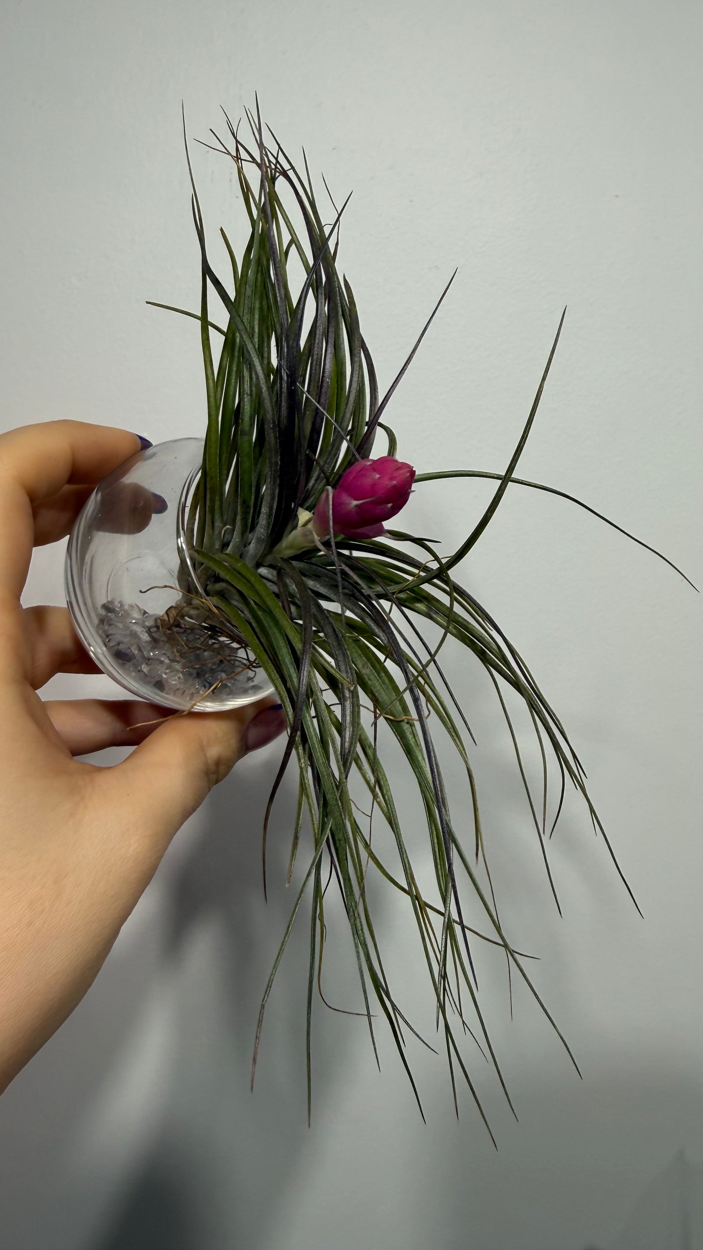 Tillandsia Air plant