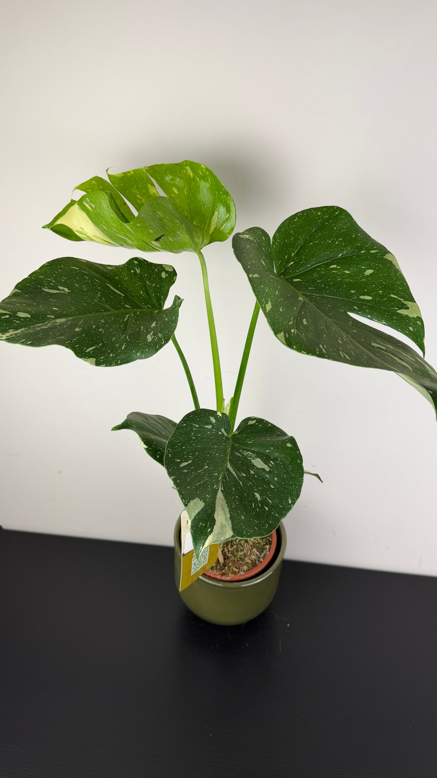 Monstera Thai Constellation