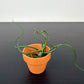 Tillandsia Air plant 3