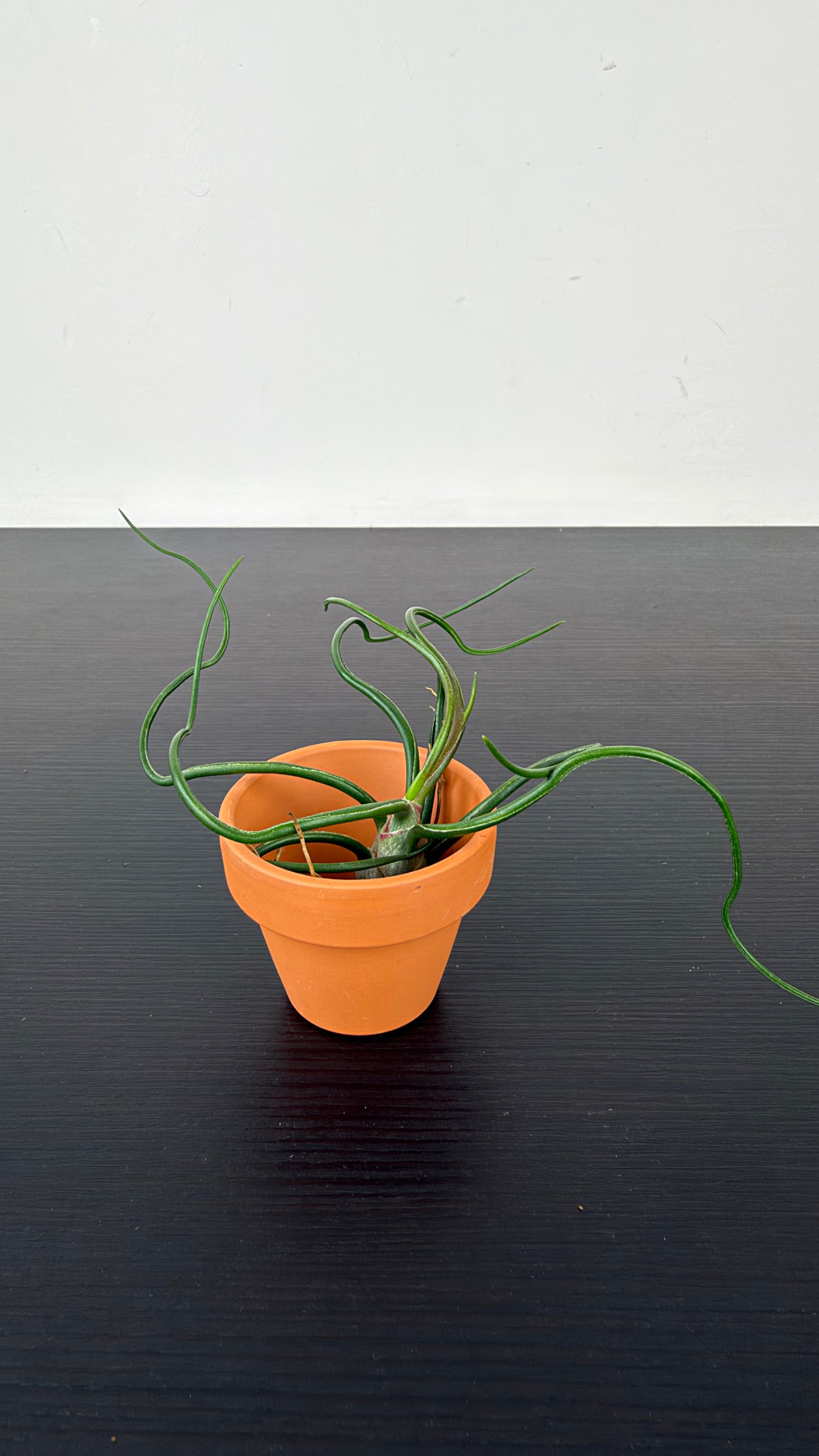 Tillandsia Air plant 3