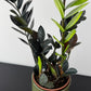 Zamioculcas Raven
