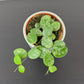 Hoya Mathilde