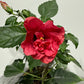 Hibiscus Red/Pink