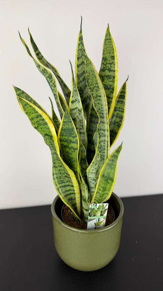 Sansevieria Laurentii