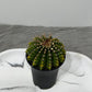 Gymnocalycium Spineless