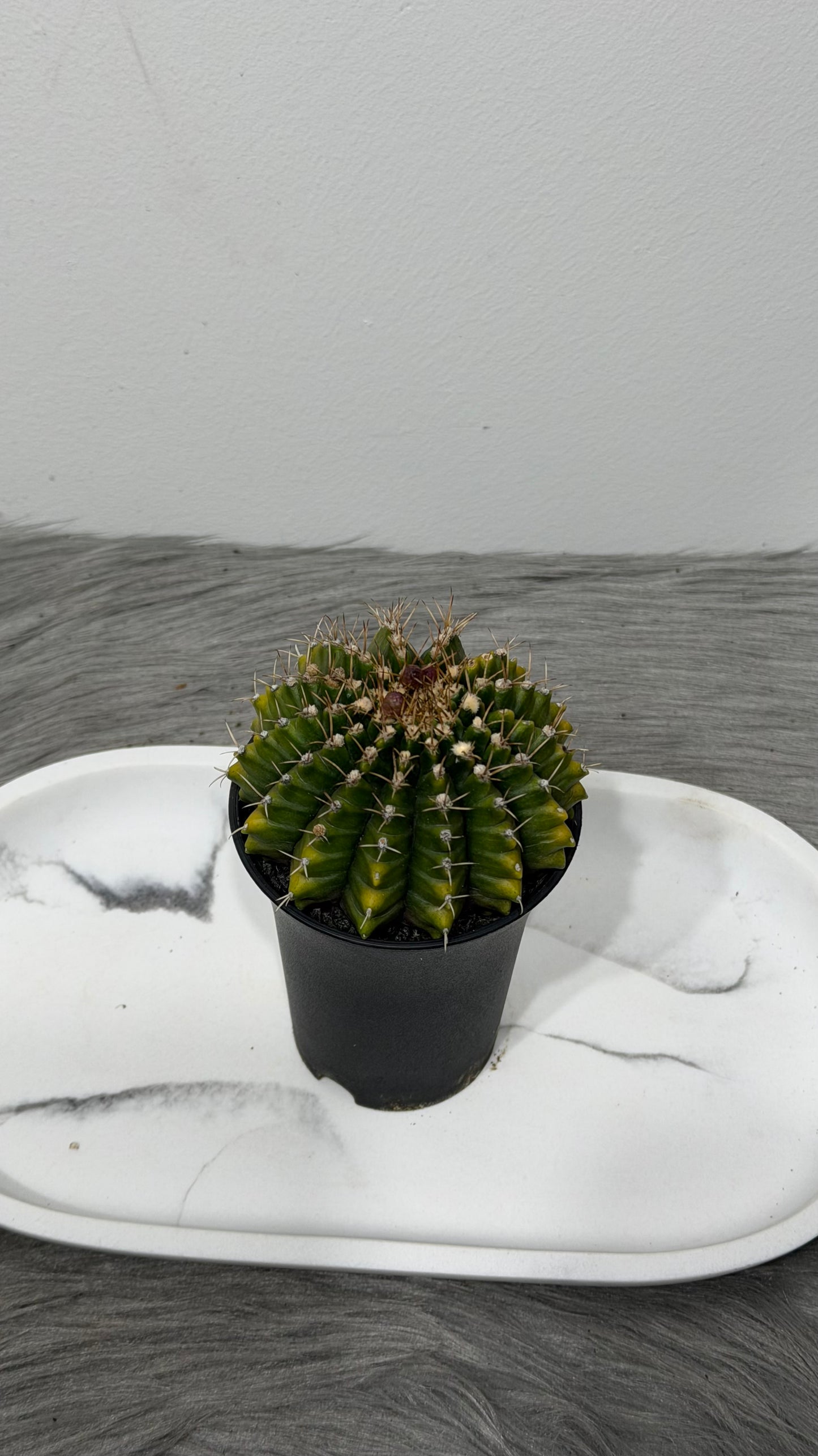 Gymnocalycium Spineless