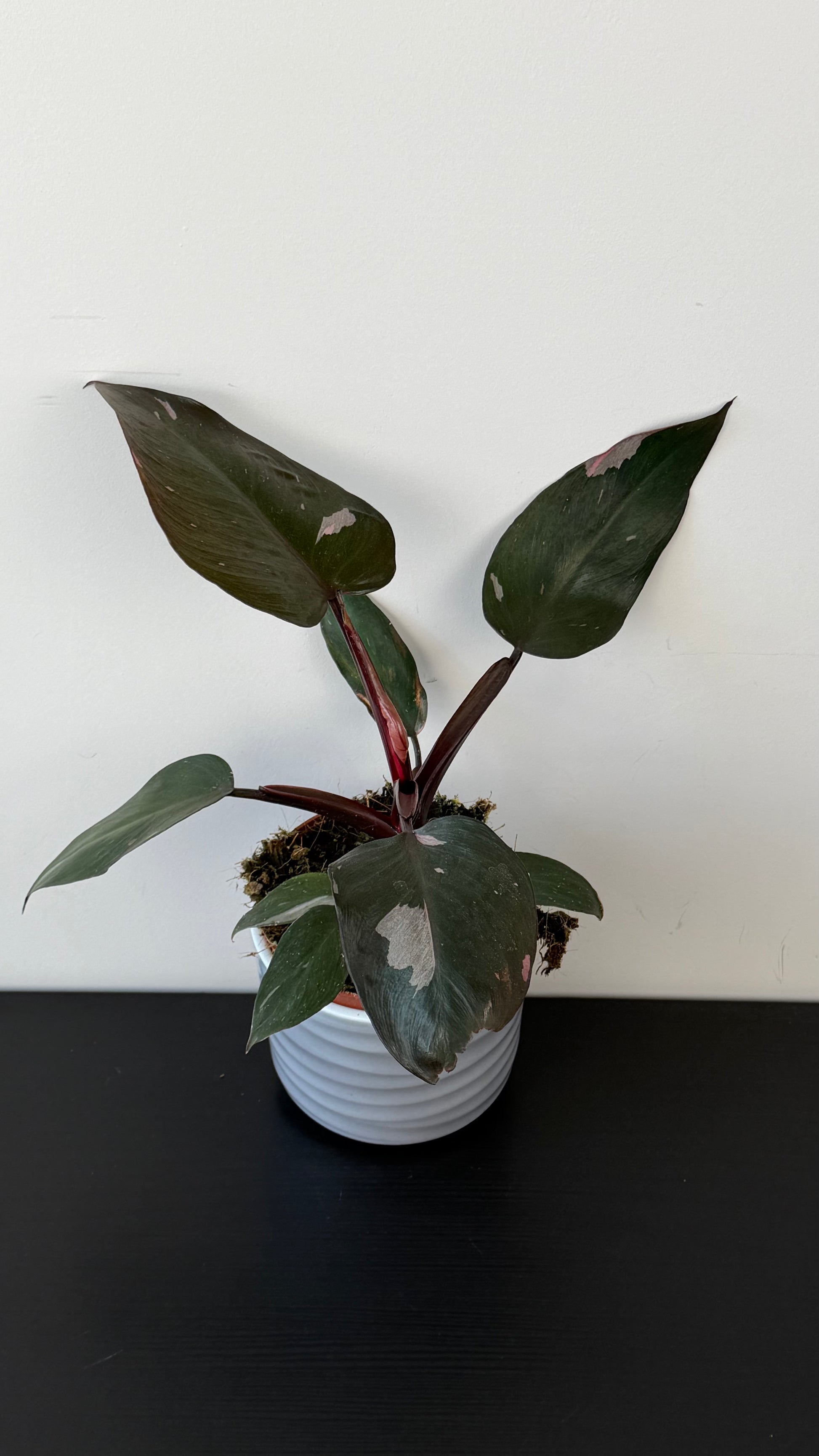Philodendron Pink Princess – www.augi-plants.lv