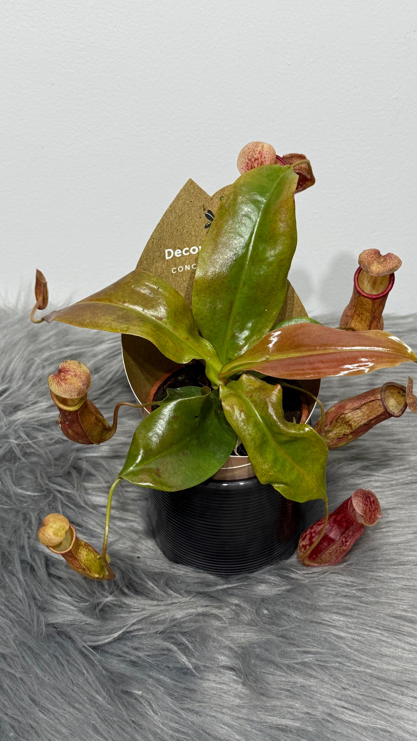 Nepenthes 'Gaya'