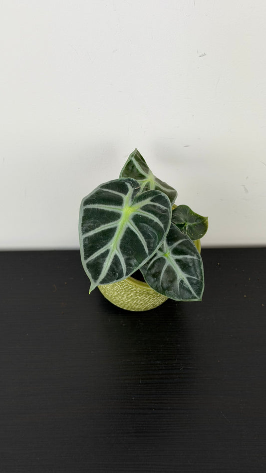 Alocasia Balloon Heart