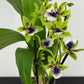 Zygopetalum Louisendorf