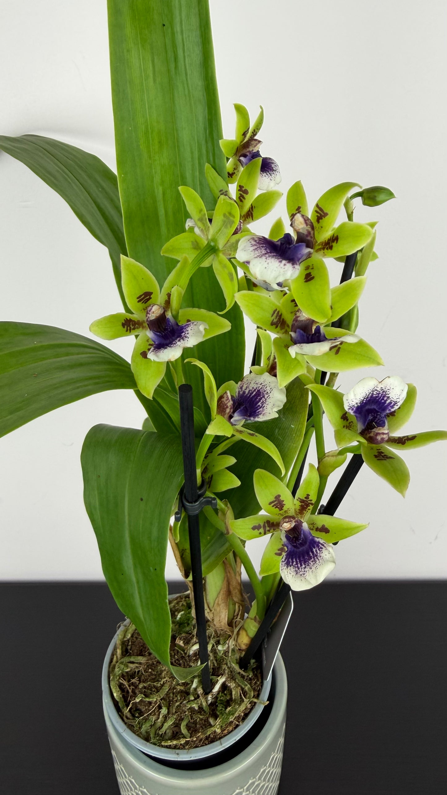 Zygopetalum Louisendorf