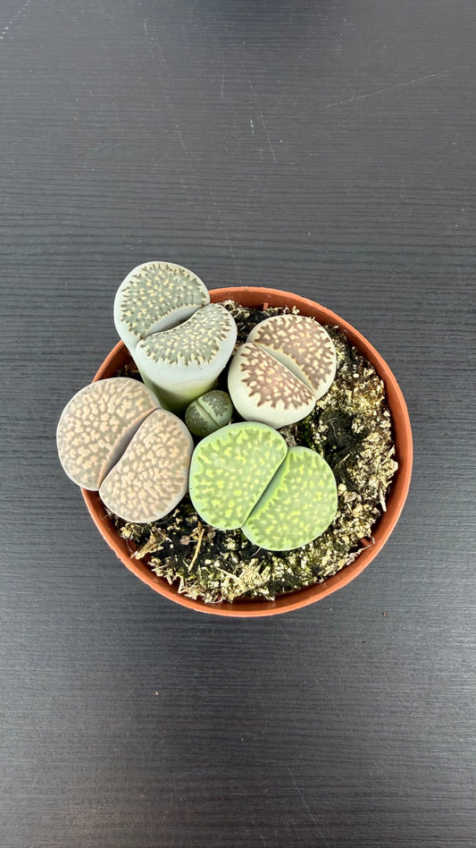Lithops 9