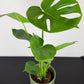 Monstera Deliciosa