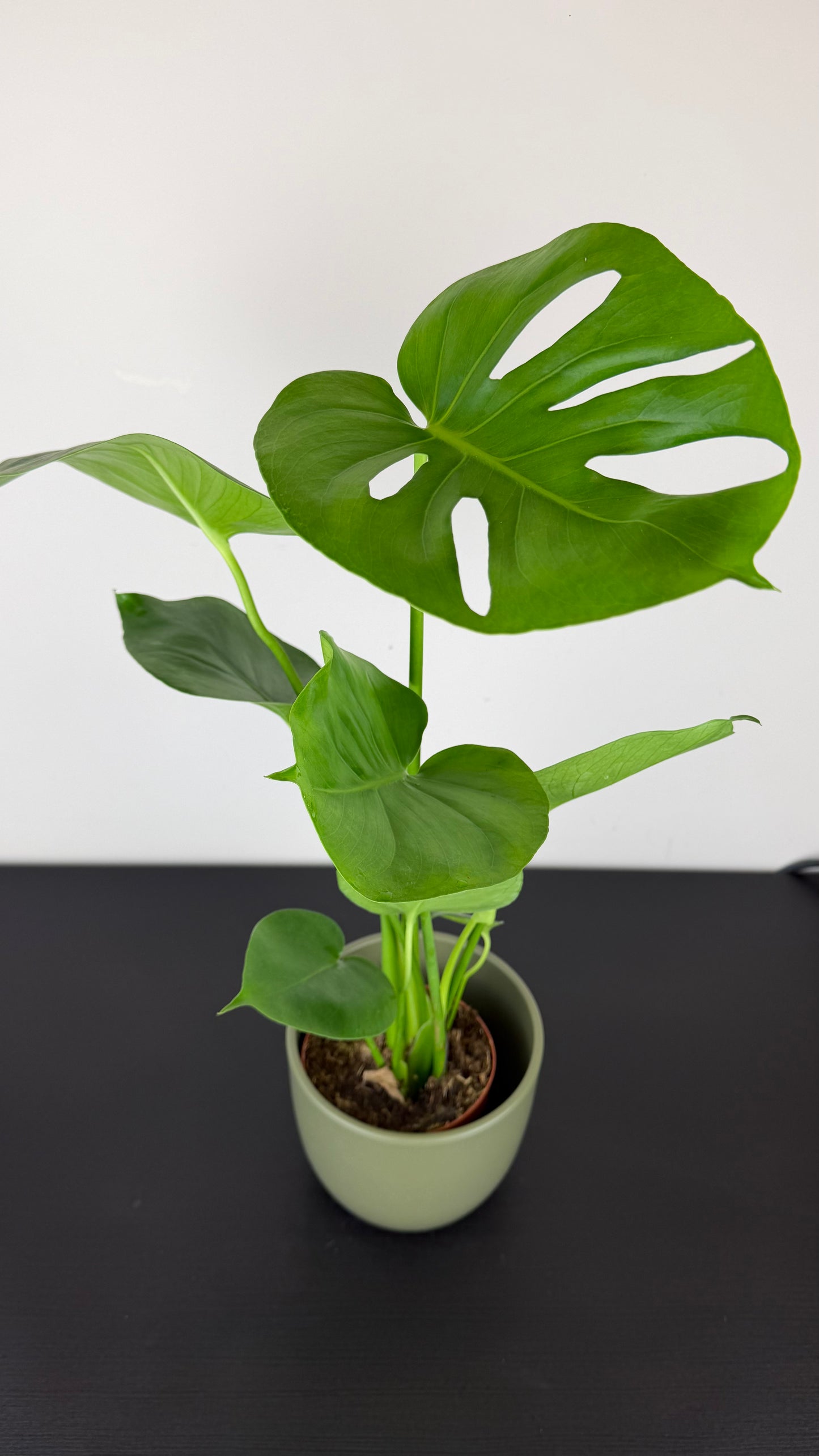 Monstera Deliciosa