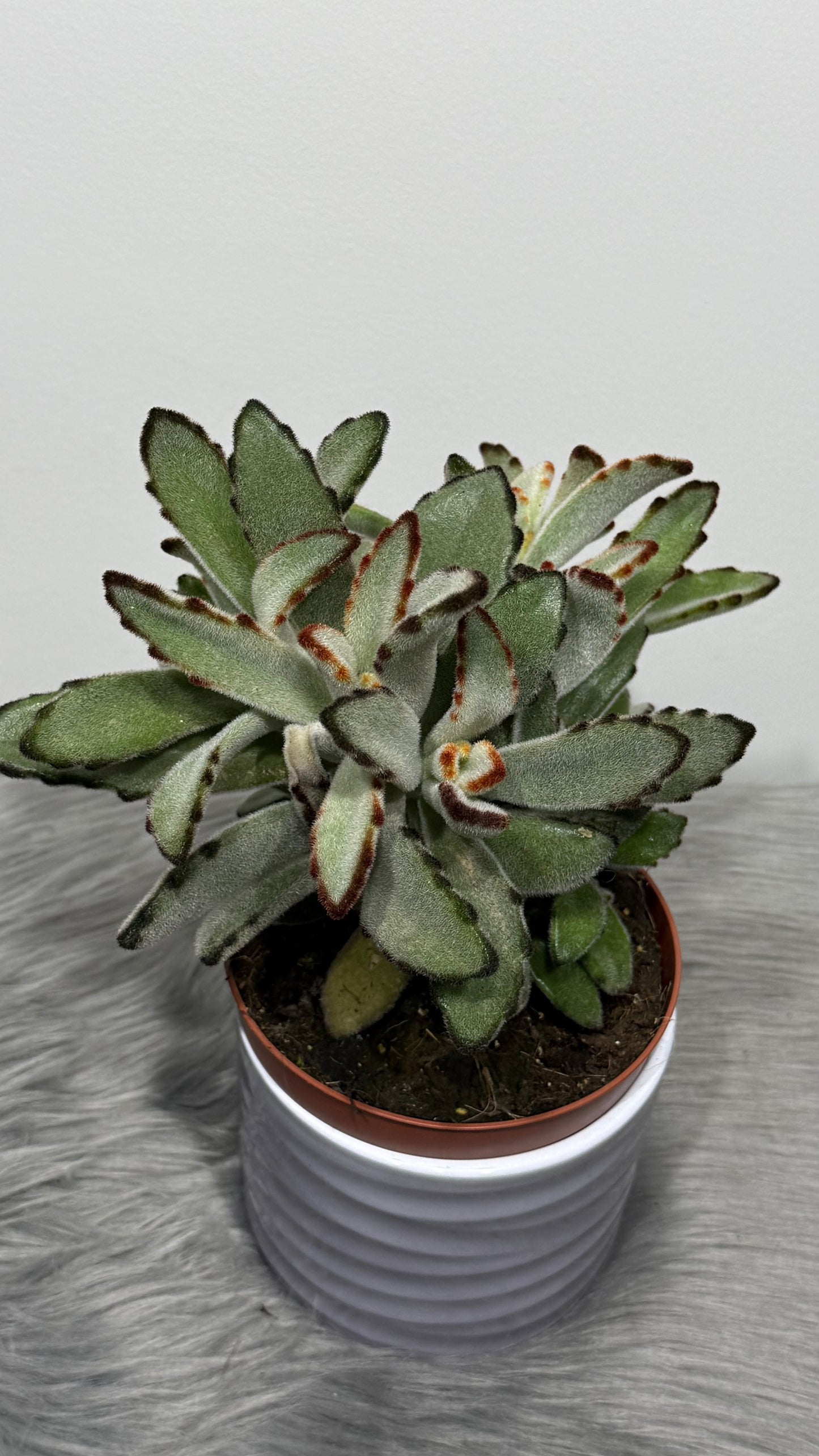 Kalanchoe Tomentosa 2