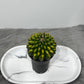 Gymnocalycium Spineless