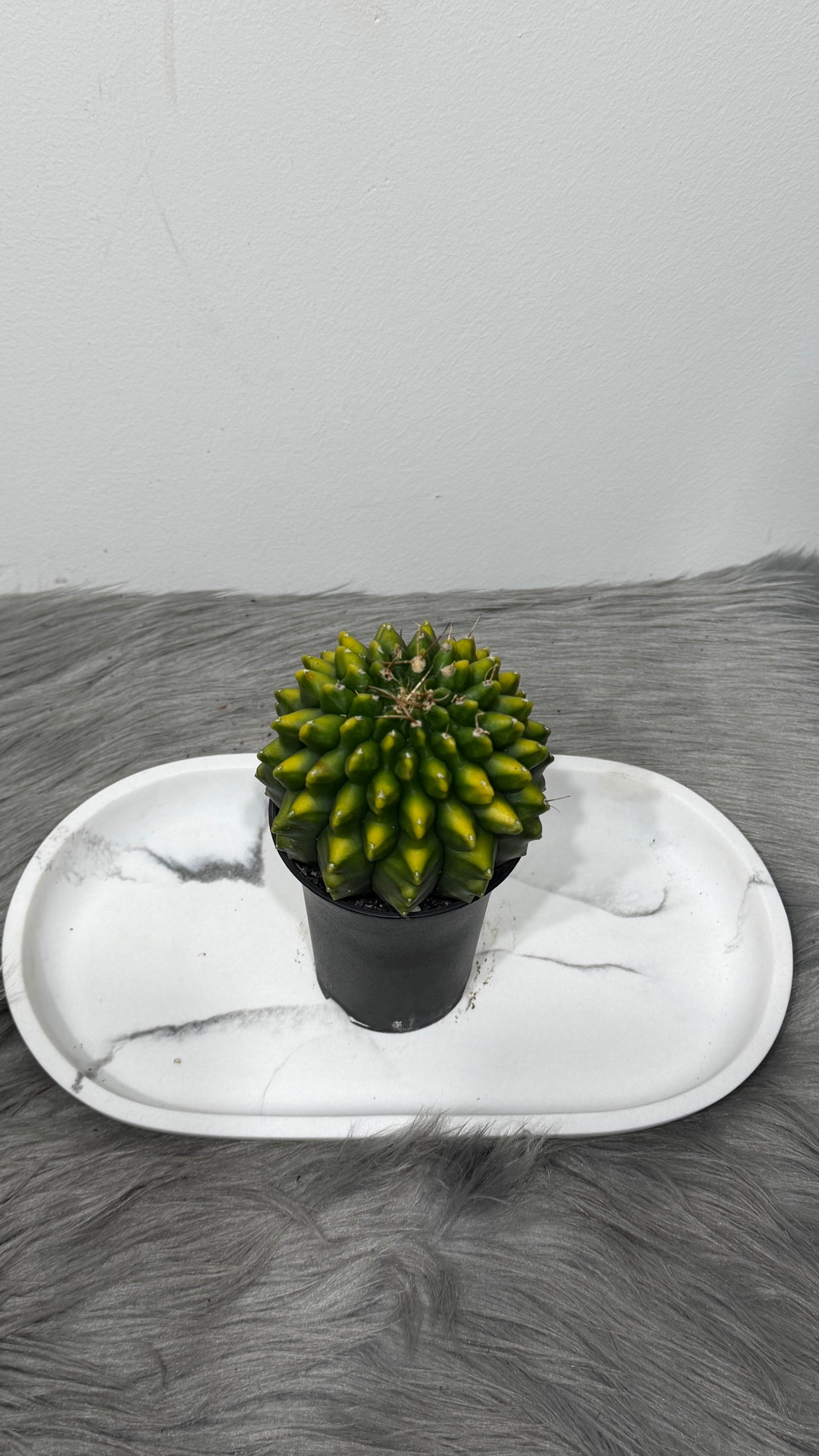 Gymnocalycium Spineless