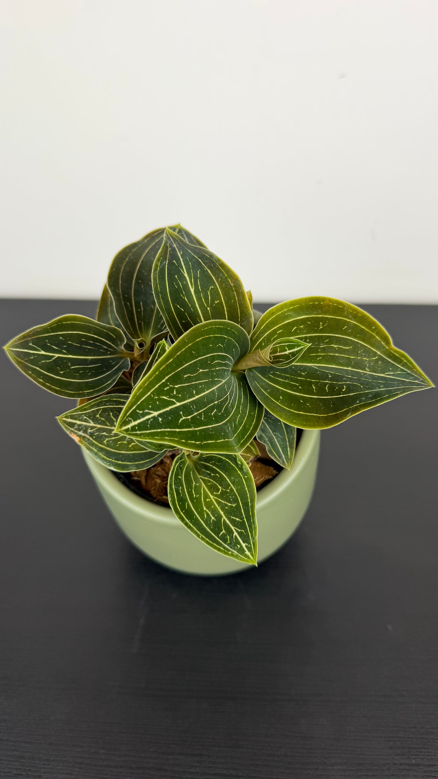 Jawel Orchid Macodes Petola Lemon