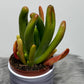 Kalanchoe Thyrsiflora