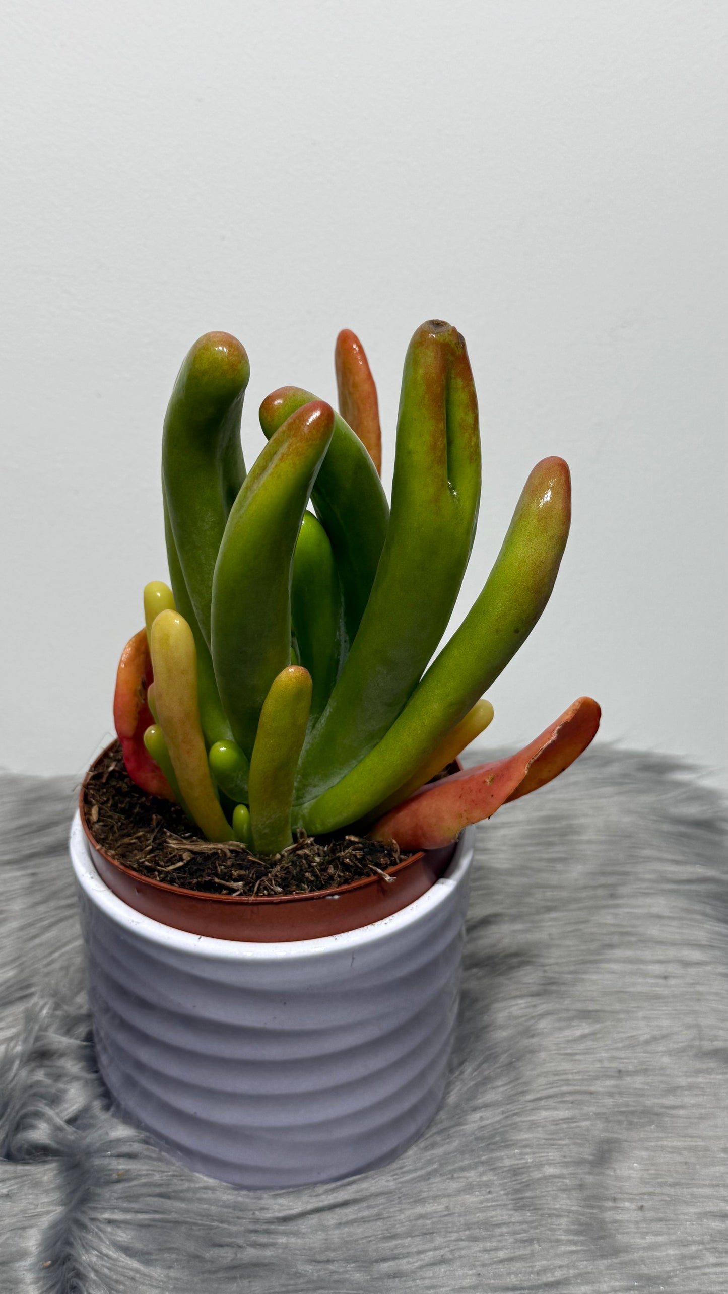 Kalanchoe Thyrsiflora