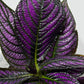 Strobilanthes
