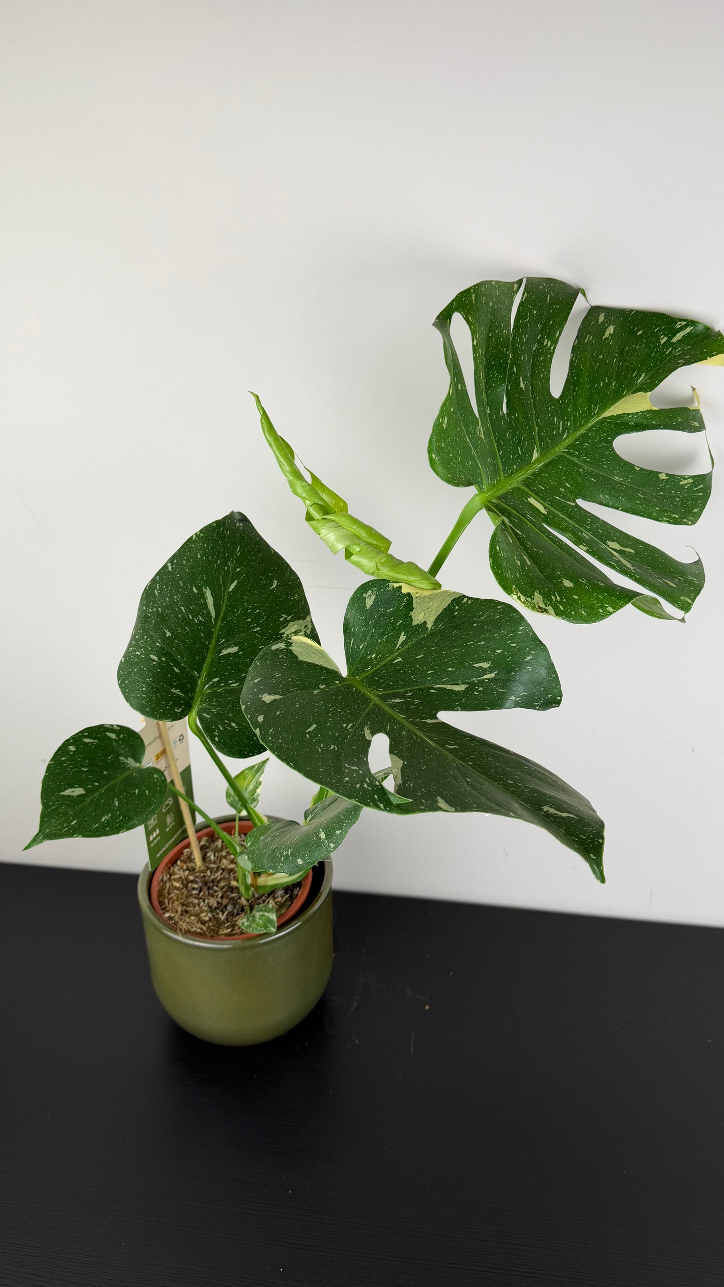 Monstera Thai Constellation