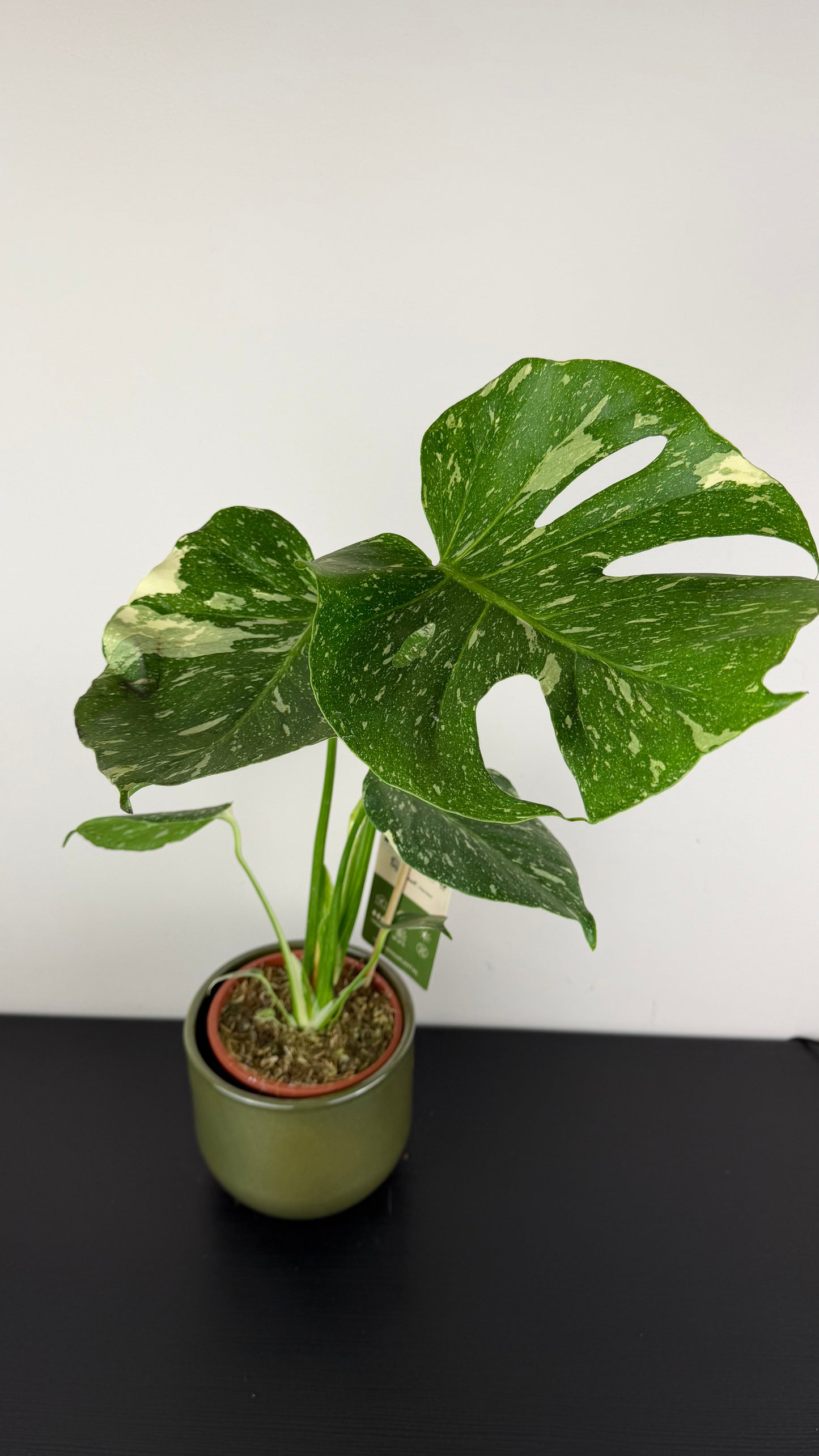 Monstera Thai Constellation