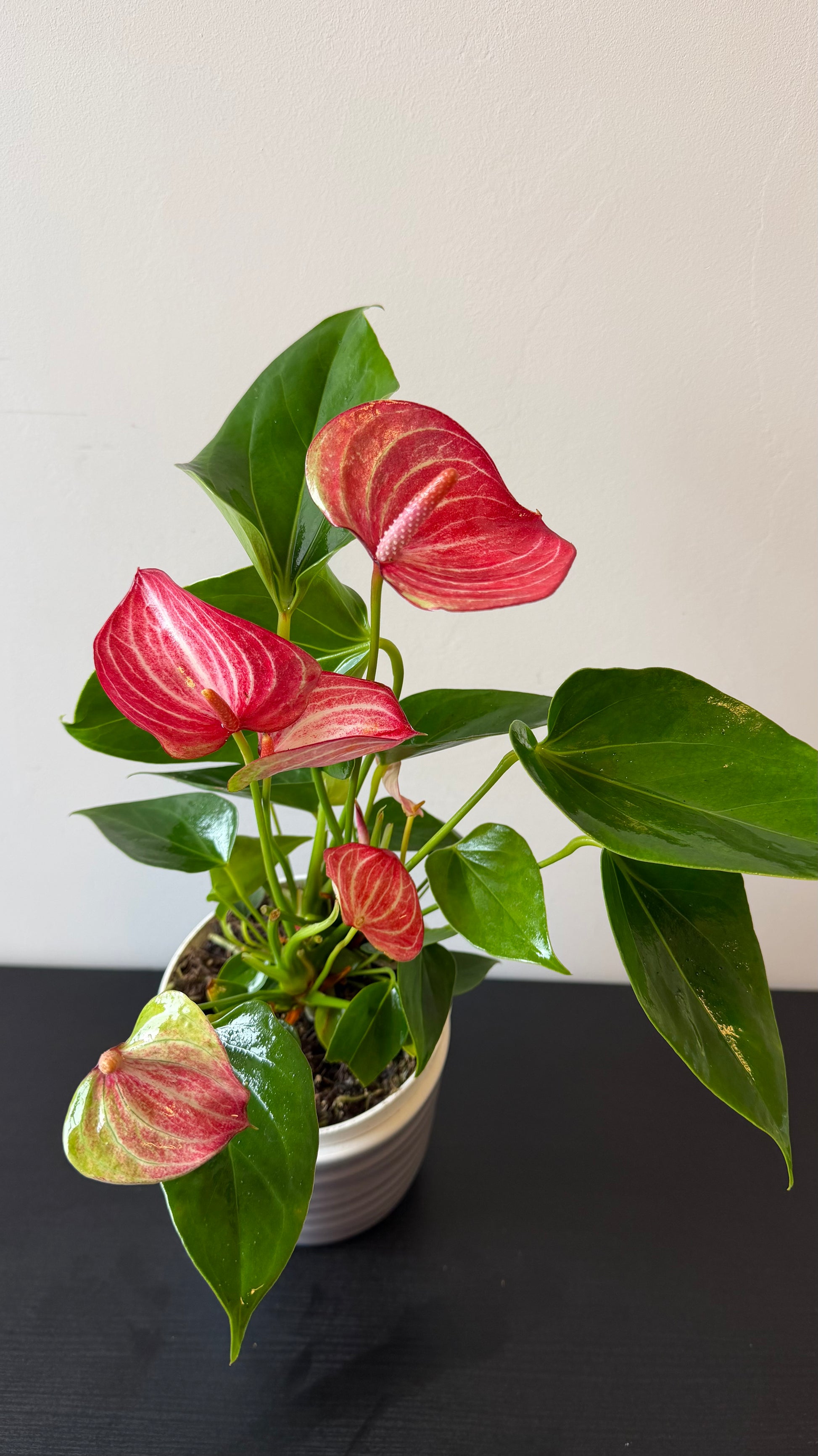 anthurium andreanum как ухаживать Anthurium Red and Pink – www.augi-plants.lv
