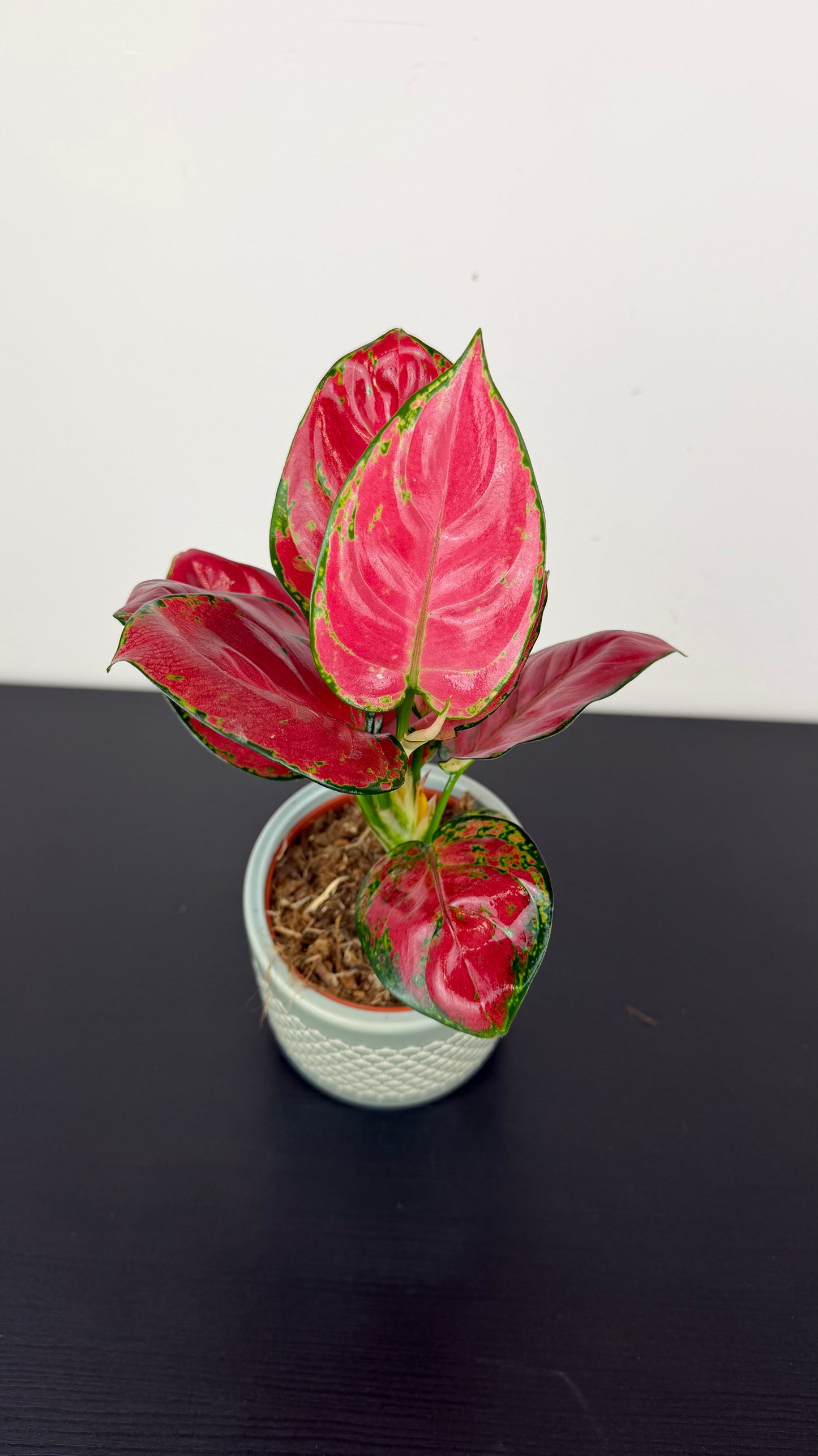 Aglaonema 9
