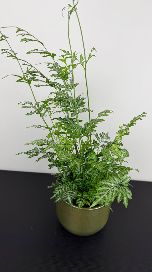 Fern 4