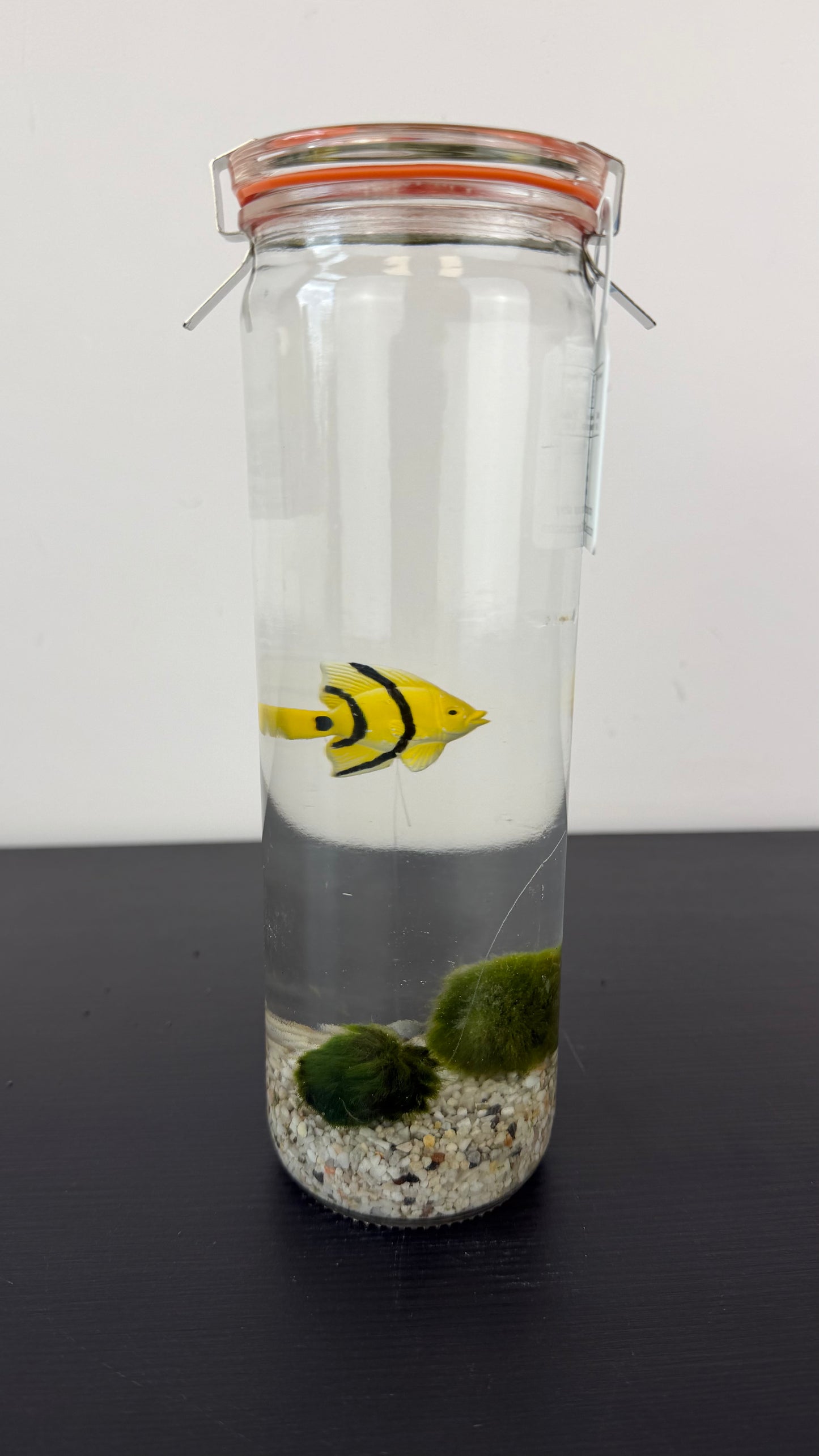 Marimo augs