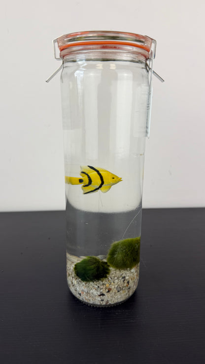 Marimo augs